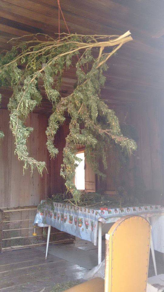Plantação de maconha com quase uma hectare é descoberta em Tijucas SC - foto 3