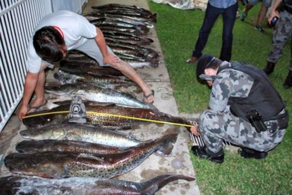 POE da
Brigada Militar de Santiago apreende carregamento de peixes - foto 3