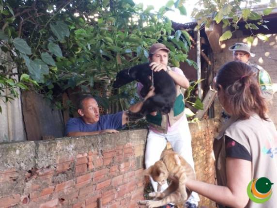 Cachorra era abusada sexualmente por homem em Passo Fundo - foto 4