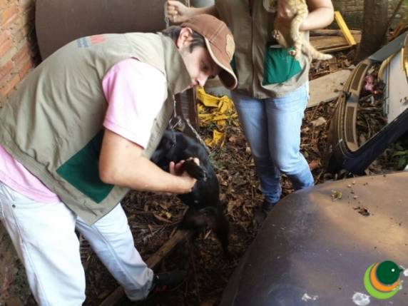 Cachorra era abusada sexualmente por homem em Passo Fundo - foto 2