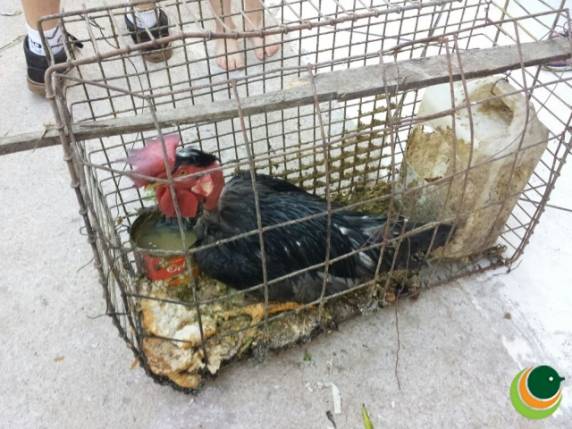 Cachorra era abusada sexualmente por homem em Passo Fundo - foto 5