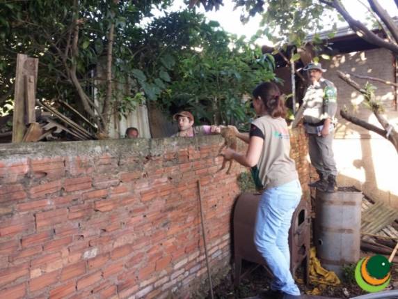 Cachorra era abusada sexualmente por homem em Passo Fundo - foto 3