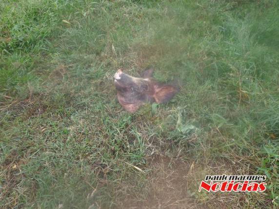 Ladrões abatem porco no local do furto durante a madrugada em Alegria - foto 2