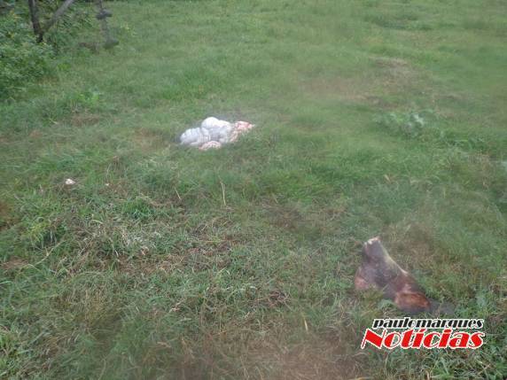 Ladrões abatem porco no local do furto durante a madrugada em Alegria - foto 4