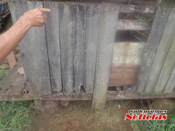 Ladrões abatem porco no local do furto durante a madrugada em Alegria - foto 5