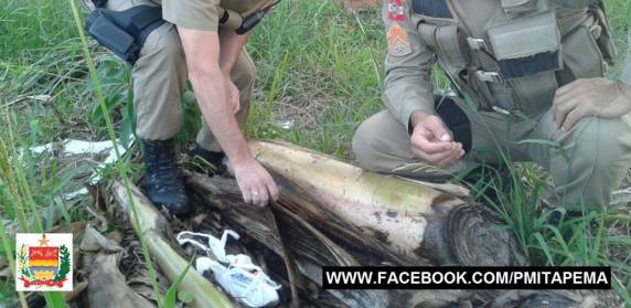 Traficante conhecida é presa pela Polícia Militar de Itapema - foto 4