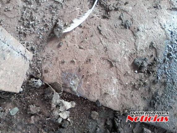 Estuprador de terneiras volta a agir em Três de Maio - foto 2