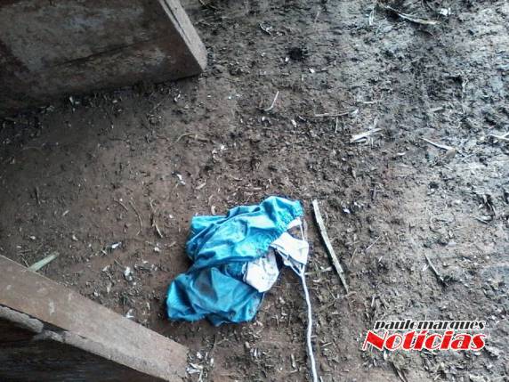 Estuprador de terneiras volta a agir em Três de Maio - foto 4