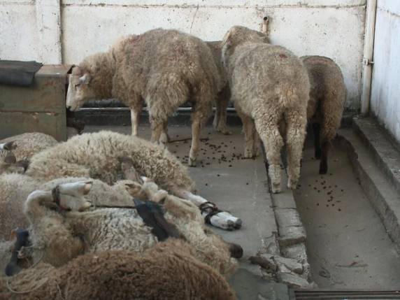 Trio é preso com 15 ovelhas furtadas dentro de carro em Uruguaiana - foto 4