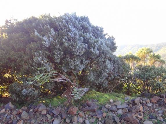 Bom Jardim da Serra, SC, registra temperatura de -2°C, diz Inmet - foto 3