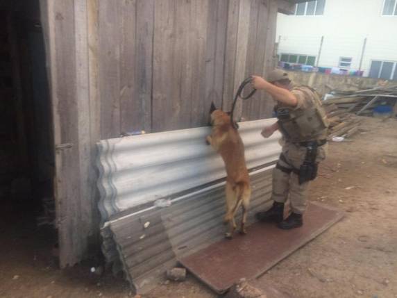 Polícia Militar prende traficante que escondia drogas em
galinheiro - foto 2