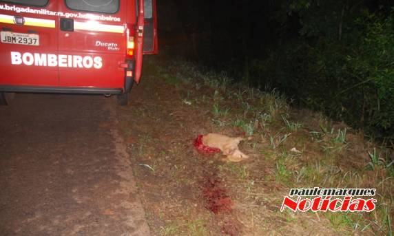 Motociclista cai depois de
atingir um cachorro e morre atropelado por veículo em Três de Maio - foto 5