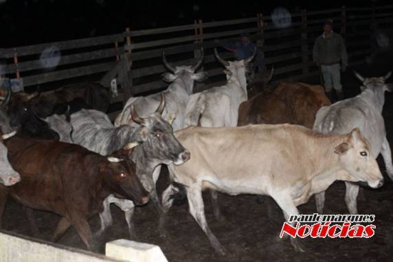 Operação Pedregulho prende mais três abigeatários nesta terça-feira - foto 6