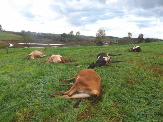 Pleo menos cinco vacas morreram no fim de semana