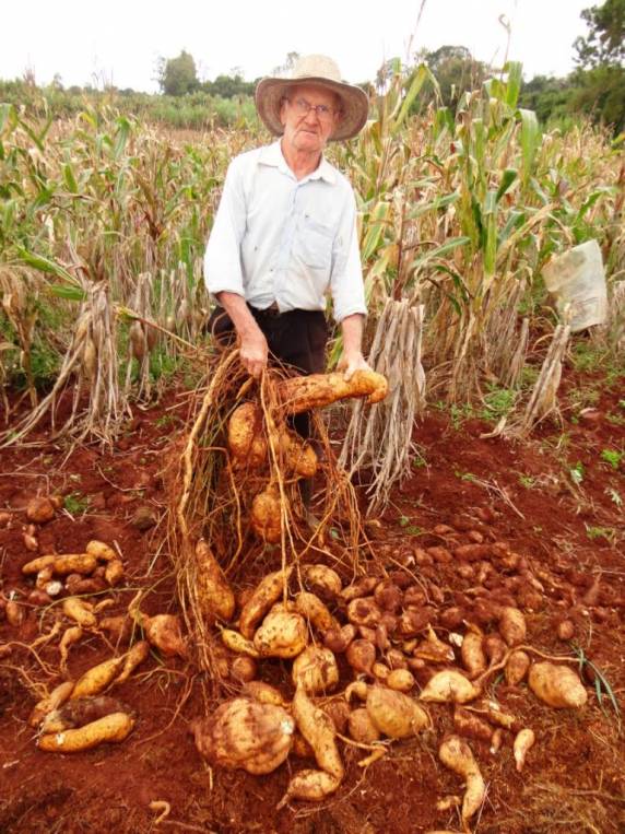 Porto-mauense colhe 148 kg de bata-doce somente num pé - foto 2