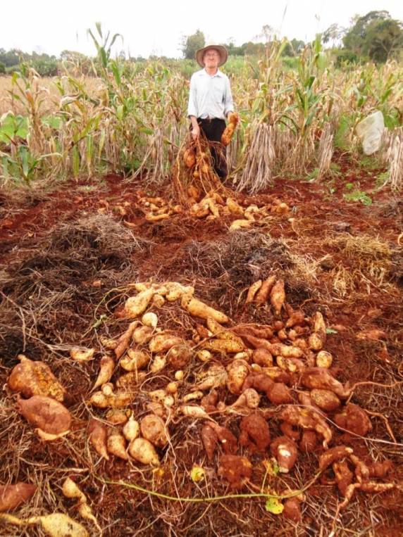 Porto-mauense colhe 148 kg de bata-doce somente num pé - foto 3