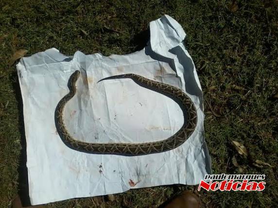 Mulher que foi picada por cobra dez vezes nunca foi ao hospital - foto 3