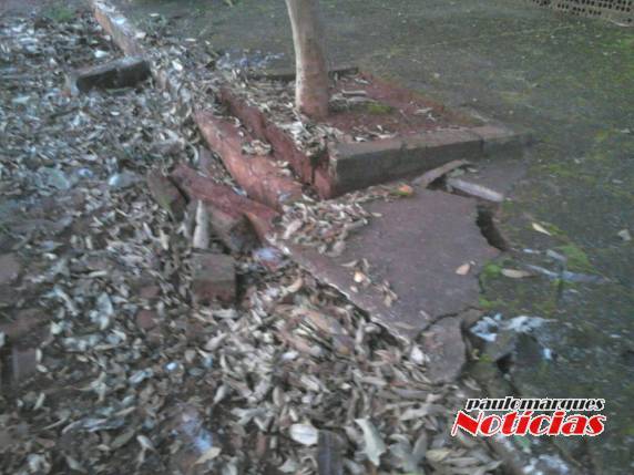 Morador de Independência reclama da falta de maiores cuidados na hora de recolher galhos - foto 4