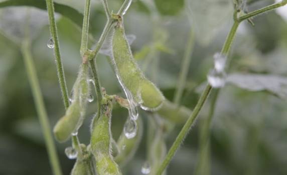 Aquecimento das águas do Pacífico e do Índico normalmente eleva volume de chuvas na América do Sul e favorece desenvolvimento da soja
