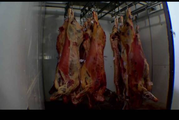 Greve de inspetores 

veterinários deixa locais sem autorização para abate