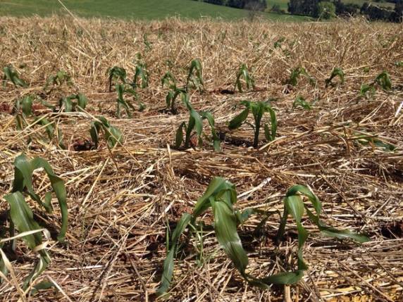 Fim de semana começou com temperaturas geladas em algumas cidades