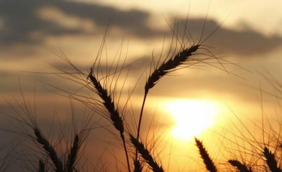 Clima afeta lavouras do Paraná e Rio Grande do Sul, reduzindo produção e qualidade. Previsão de mais chuva pode gerar novos transtornos