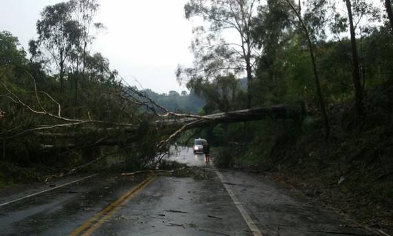 Árvores caem sobre dois carros em Nova Prata trancam avenida e BR 470 - foto 2