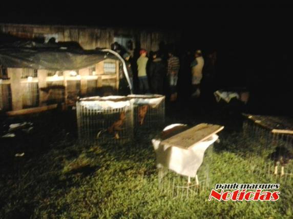 Brigada Militar flagra 31 pessoas em uma rinha de galos no interior de São José do Inhacorá - foto 2