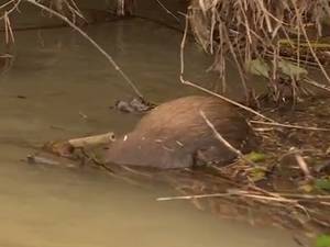 Animais mortos e árvores caídas às margens do rio alertam para problema