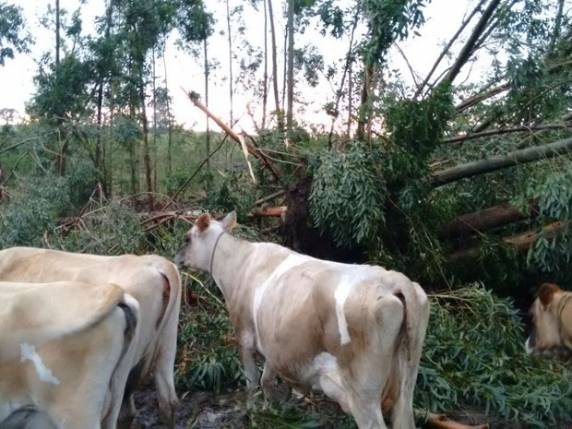 Cidades do Oeste, Sul e Vale do 

Itajaí registram danos por causa da chuva - foto 3