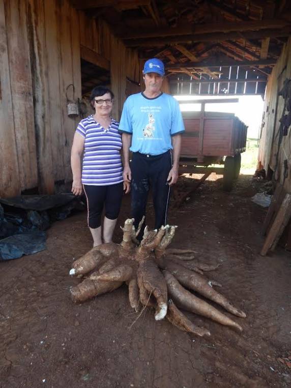 Pé de mandioca gigante é colhido em Três de Maio - foto 2