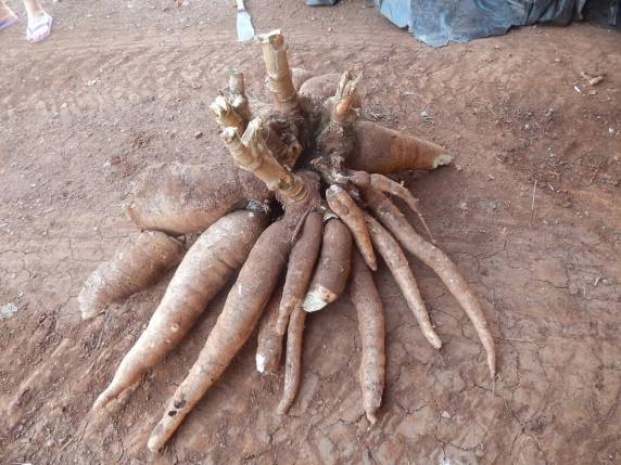 Pé de mandioca gigante é colhido em Três de Maio - foto 3