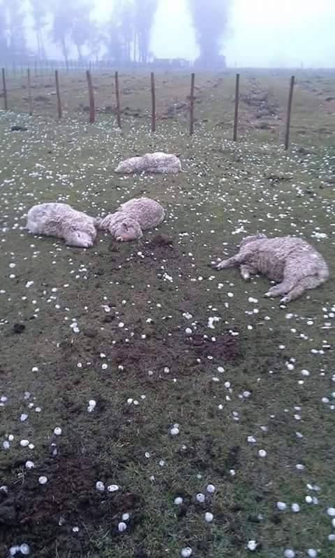Granizo em Santiago provoca estragos em residências e
veículos - foto 5