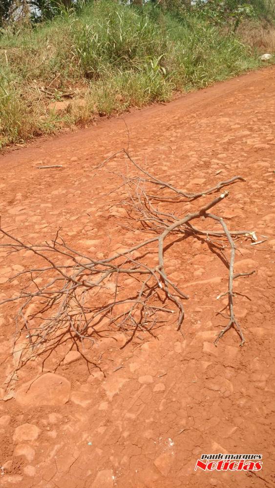 Motoristas reclamam de galhos que caem do caminhão da prefeitura de Três de Maio - foto 3
