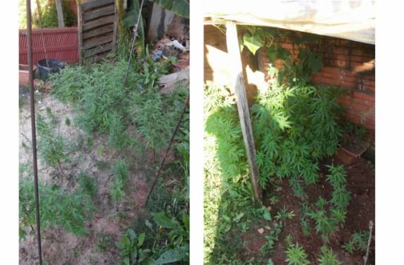 Policia descobre plantação de maconha em
Carazinho - foto 2