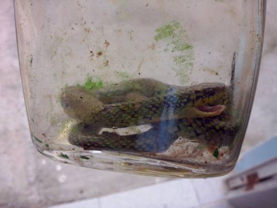 Criança de 1 ano mata cobra com mordida e escapa ilesa no RS - foto 3