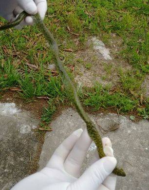 Criança de 1 ano mata cobra com mordida e escapa ilesa no RS - foto 4
