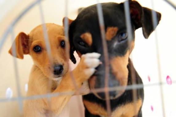 Apesar de chamado de hospital, local não teria atendimento livre; ideia é fazer controle populacional de cães e gatos no município