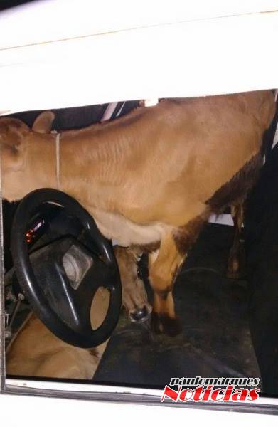 Polícia recupera gado na cabine de uma caminhonete - foto 2