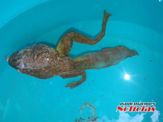 Parece um
sapo mas tem rabo de peixe - foto 2