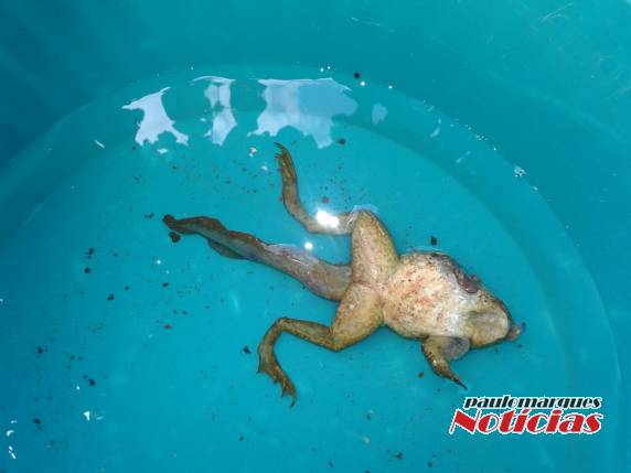 Parece um
sapo mas tem rabo de peixe - foto 5