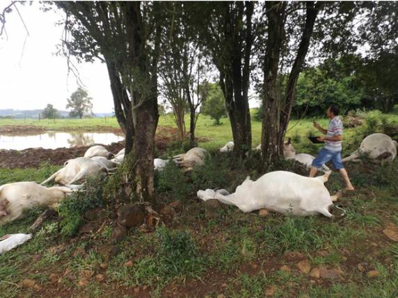 Animais estavam agrupadas embaixo de três árvores da propriedade rural