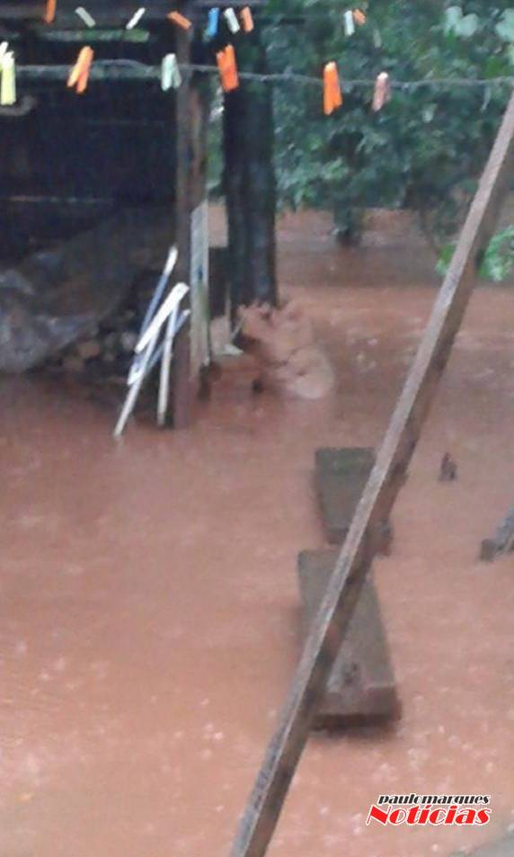 Ruas alagam em dias de chuvas em Três de Maio - foto 3