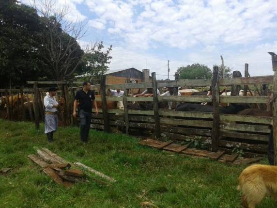 Gados furtados foram apreendidos em uma fazenda em Garruchos - foto 4