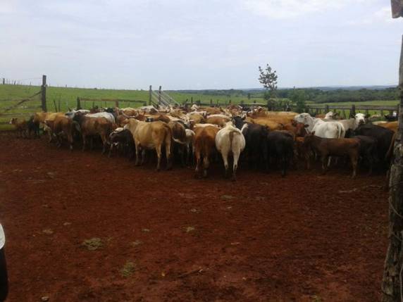 Gados furtados foram apreendidos em uma fazenda em Garruchos - foto 3