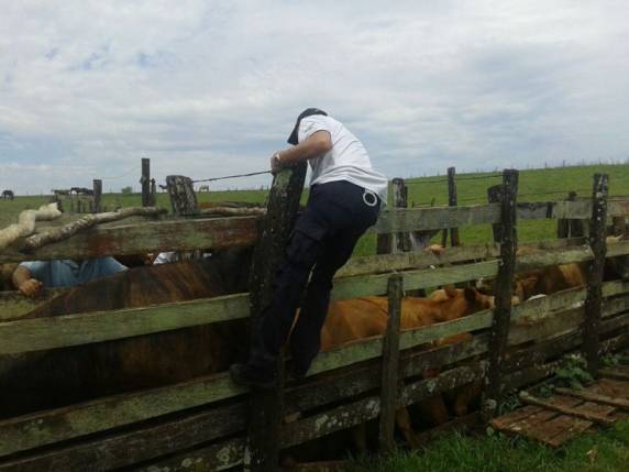 Gados furtados foram apreendidos em uma fazenda em Garruchos - foto 2