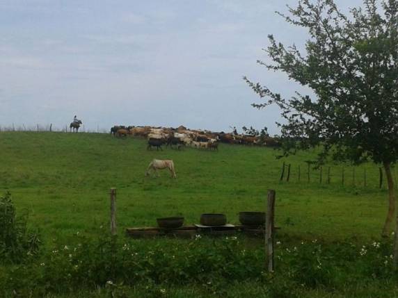 Gados furtados foram apreendidos em uma fazenda em Garruchos - foto 5
