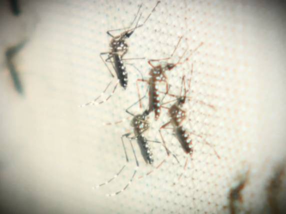 Objetivo é eliminar criadouros do Aedes aegypti em municípios infestados