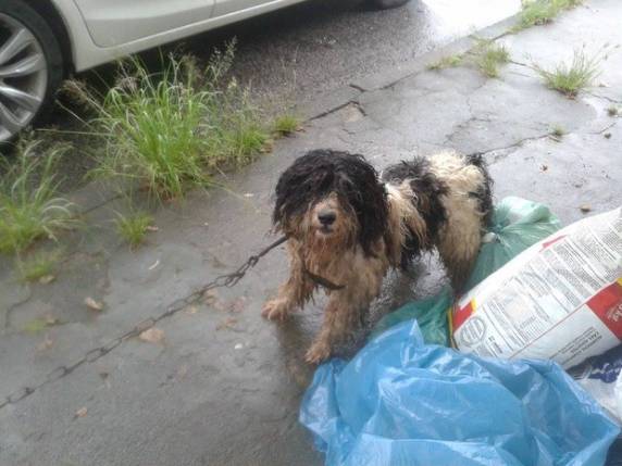 Vereadores votaram Código de Posturas de São Joaquim em dezembro