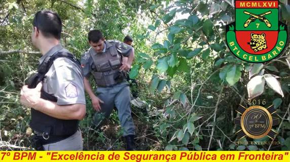 Maconha é escondida 

em mato e policiais localizam mais de 29kg da droga - foto 3